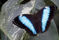 Morpho peleides marinitia