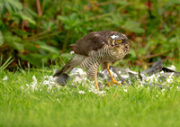 Sparrowhawk