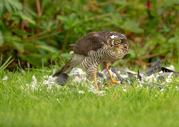 Sparrowhawk