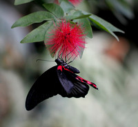 Scarlet Swallowtail