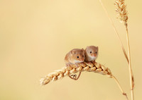 Harvest Mouse