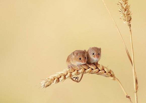 Harvest Mouse