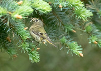 Goldcrest