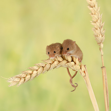 Harvest Mouse