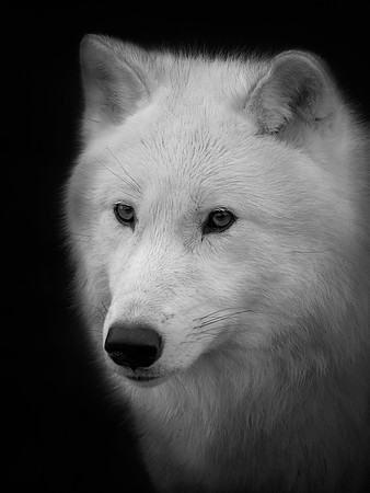 Arctic Wolf
