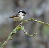 Coal Tit