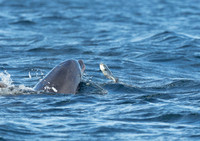 Bottlenose Dolphin