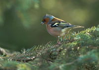 Chaffinch