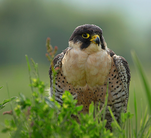 Peregrine Falcon