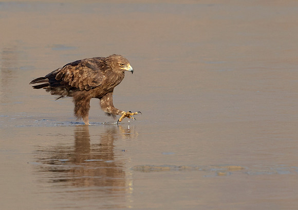 Greater Spotted Eagle
