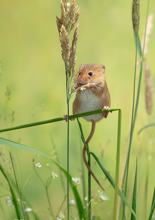 Harvest Mouse