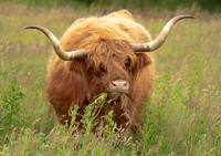 Highland Cattle