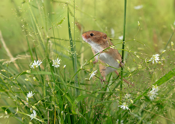 Harvest Mouse