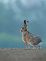 Brown Hare