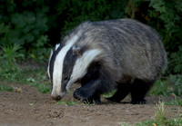 Badger