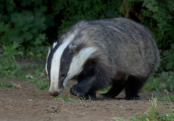 Badger