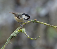 Coal Tit