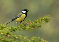 Great Tit