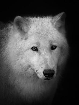 Arctic Wolf
