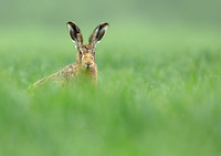 Brown Hare
