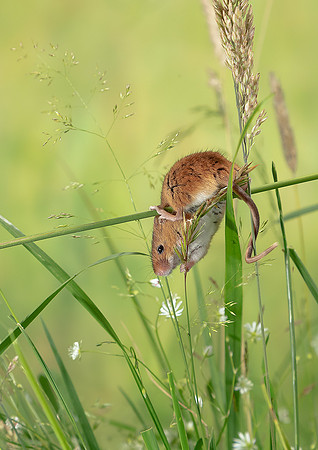 Harvest Mouse
