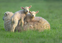 Sheep