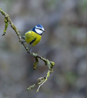 Blue Tit