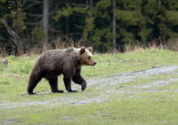 Brown Bear