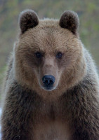 Brown Bear
