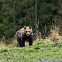 Brown Bear