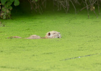 Coypu