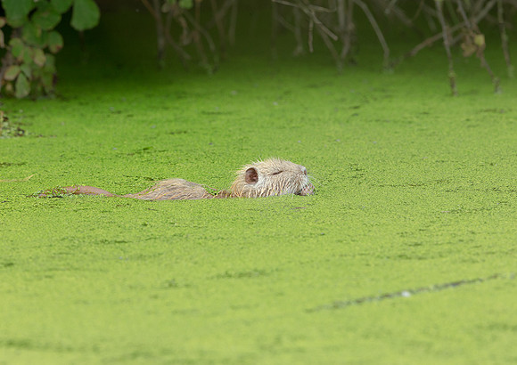 Coypu