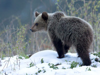 Brown Bear