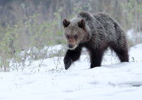 Brown Bear