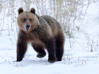 Brown Bear