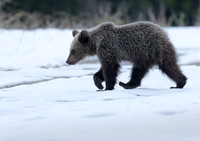 Brown Bear