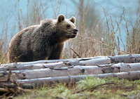Brown Bear