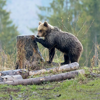 Brown Bear