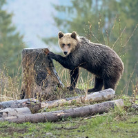 Brown Bear