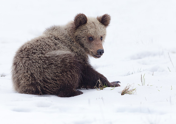 Brown Bear