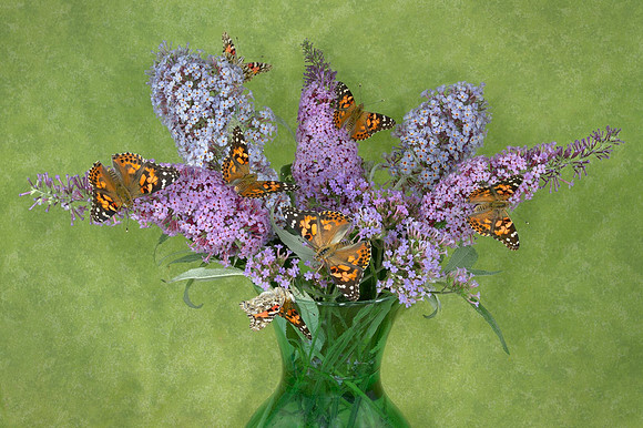Butterfly Blooms