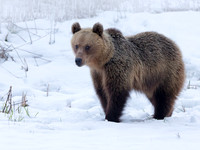 Brown Bear