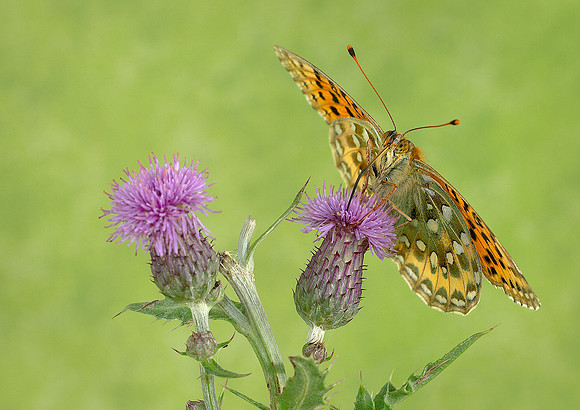 Dark Green Fritillary
