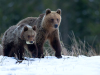 Brown Bear