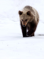 Brown Bear