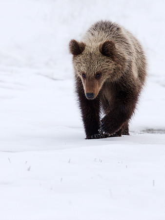 Brown Bear