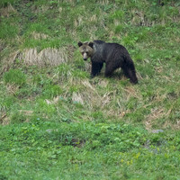 Brown Bear