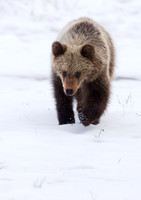 Brown Bear