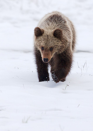 Brown Bear