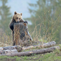 Brown Bear